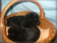 /album/fotogalerie/a3-2-2012-139-jpg/